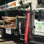 Tree Service Flanders NJ