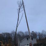 Tree Service Flanders NJ